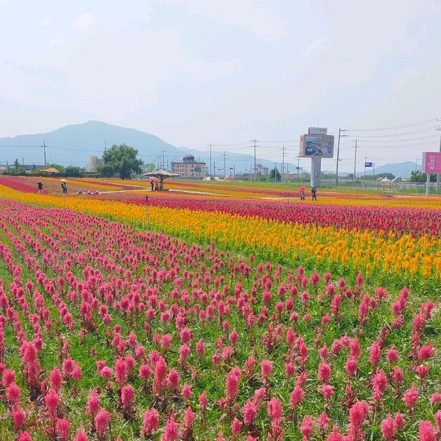 【江原道】100万本の花が咲く絶景のお花畑♡