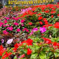 สถานีเกษตรหลวงอินทนนท์ สวนพรรณพืชดอกไม้สวยๆ