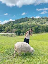 ไปให้อาหารน้องแกะที่ ม่อนแกะ เขาค้อ กัน 🌳🐑 
