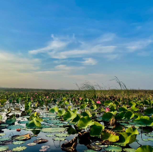 นั่งเรือชมวิวที่บึงบัวสามร้อยยอด🌿💦