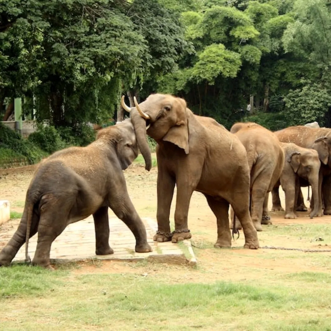 I recently visited Mysore Zoo, also known as Sri Chamarajendra Zoological Gardens, and it was a fantastic experience. Situated close to Mysore Palace, this zoo is not only one of the oldest in India, established back in 1892, but it’s also beautifully maintained.

### **Diverse Wildlife**  
The variety of animals here is incredible! They have everything from Bengal tigers and African elephants to zebras, giraffes, and even white rhinos. Each enclosure is thoughtfully designed to mimic the animals' natural habitats, which made me feel good about the welfare of the animals. It's clear the zoo takes animal care seriously.

### **Educational and Conservation Focus**  
One of the things I loved was the emphasis on conservation and education. There are signs everywhere with information about each species, and the zoo actively participates in breeding programs for endangered species. They also host events for kids and families to promote awareness about wildlife conservation, making it a great spot for a family outing.

### **Cleanliness and Facilities**  
The entire place is extremely clean and well-organized, with shaded resting spots, drinking water stations, and clean washrooms all along the way. There’s an eco-friendly vibe throughout the zoo, as they discourage plastic usage and promote a green environment.

### **Additional Attractions**  
Beyond the animals, there’s a serene lake with boating options, a butterfly park, and an aquarium to explore. The zoo is surrounded by a rich variety of plants and trees, adding to its charm. The landscaping is so beautiful that you could easily spend the whole day just walking around and taking in the sights.

### **Visitor Tips**  
I’d recommend going early in the morning when it’s less crowded, and the animals are more active. There’s also an option to book tickets online, which saves time at the entrance. If you’re not up for walking, you can hop on one of the battery-operated carts for a guided tour of the zoo.

### **Overall Impression**  
Mysore Zoo is a gem! The combination of diverse wildlife, beautiful surroundings, and their dedication to conservation made my visit thoroughly enjoyable. It’s a must-visit if you’re in Mysore—perfect for all ages, whether you're with family, friends, or on your own.