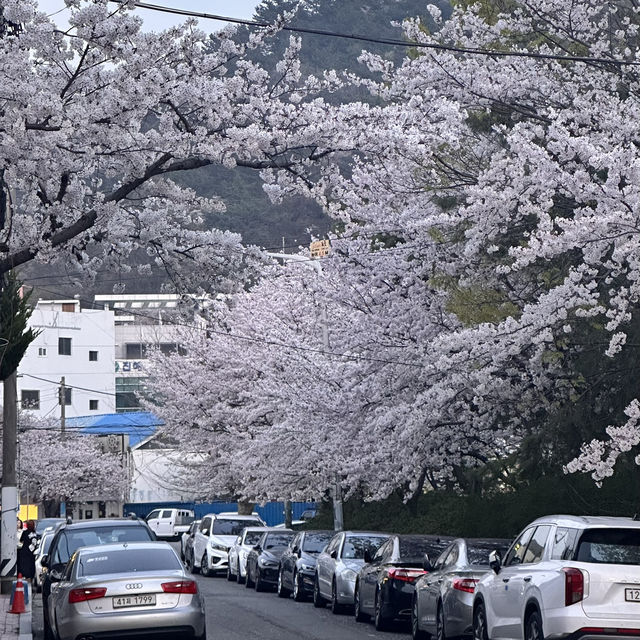 매년 봄에 열리는 마산 진해군항제