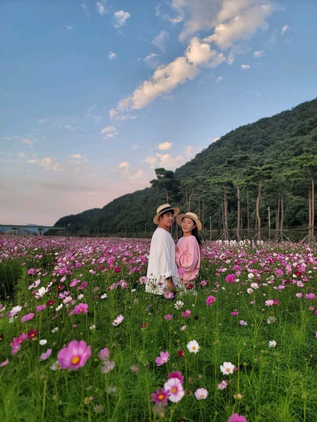 일몰무렵이 더 아름다운 가을꽃 천국🧡
