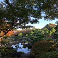 🇯🇵【島根県】由志園！！紅葉シーズンが更に美しい✨