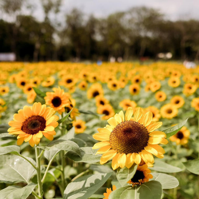 ทุ่งดอกทานตะวันในเมืองกรุง สวนรถไฟจตุจักร🌻