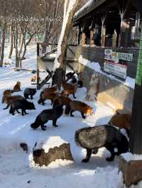 🦊 Zao Fox Village 🦊