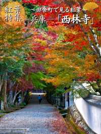 【ここ行って】本当は教えたくない🙅 1400年前建立の穴場紅葉寺院✨