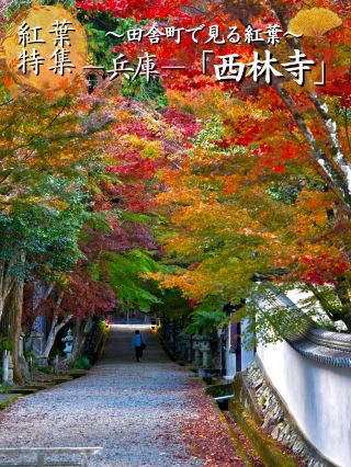 【私藏景點】1400 年歷史紅葉秘境寺院——西林寺