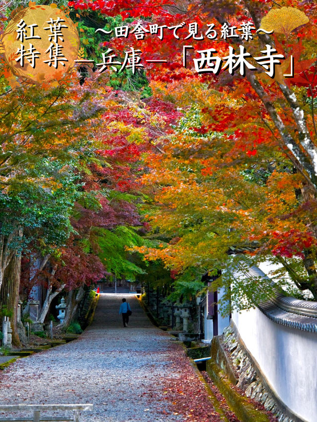 【ここ行って】本当は教えたくない🙅 1400年前建立の穴場紅葉寺院✨