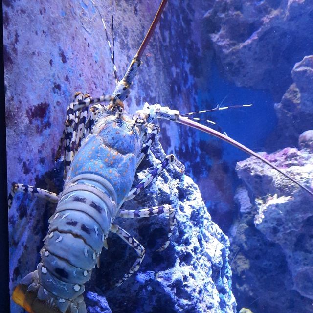 Churaumi Auquarium แห่งโอกินาวะ ยิ่งใหญ่สวยงาม