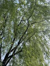 Day Trip to Hangzhou West Lake: A Serene Escape