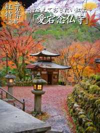 【ここ行って】超穴場‼️実写化されたあの漫画の聖地✨表情豊かな羅漢像が並ぶ紅葉スポット🍁