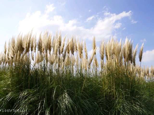 【茨城県】色とりどりの花の競演！国営ひたち海浜公園