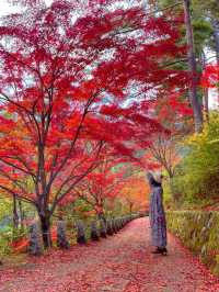 奈良観光🍁美しい秋の彩り吉野・高城山展望台🍁
