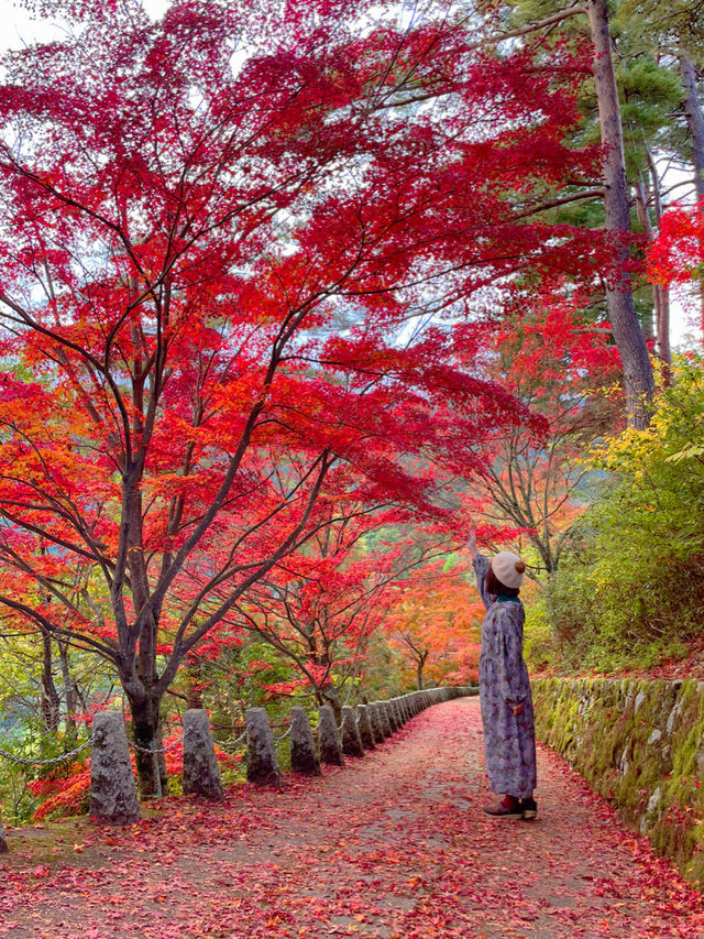 奈良観光🍁美しい秋の彩り吉野・高城山展望台🍁