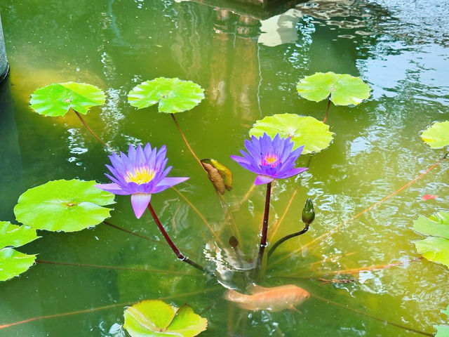 Discovering the Serenity of Mendut Temple