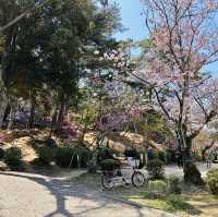 A Burst of Pink at Tsukairaku Park!