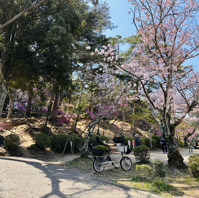 A Burst of Pink at Tsukairaku Park!