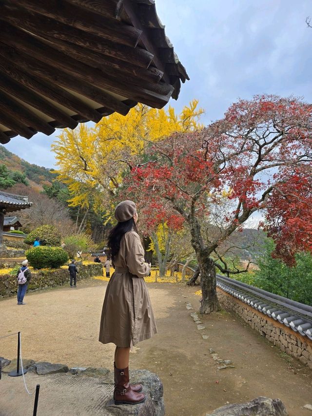 은행나무카펫 가득 깔린 밀양 금시당💛