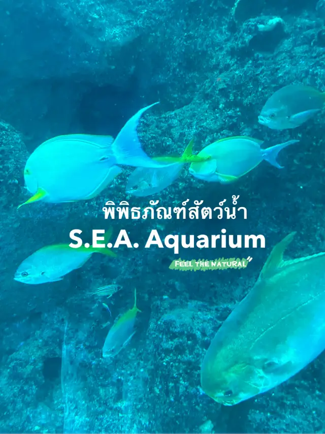 S.E.A. Aquarium Sentosa Singapore