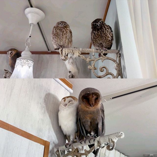 貓頭鷹咖啡廳 秋葉原店