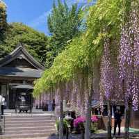 武藏寺，九州歷史最悠久的藤蔓和山茶花美麗的寺院