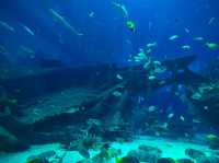 Mind blowing experience in S.E.A. Aquarium 