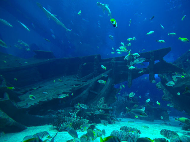 Mind blowing experience in S.E.A. Aquarium 