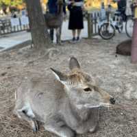 No trip to Nara is complete without visiting the Nara Park!