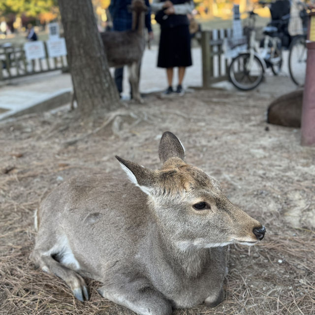 No trip to Nara is complete without visiting the Nara Park!