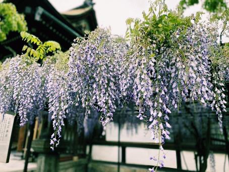 京都🇯🇵六孫王神社