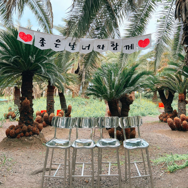 제주도 상가리야자숲 동남아 같은 이국적인 곳 🌴