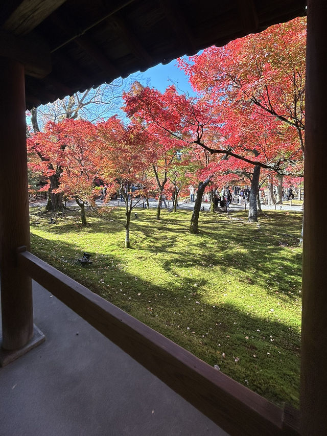 京都へ行こう！京都の紅葉🍁【東福寺】