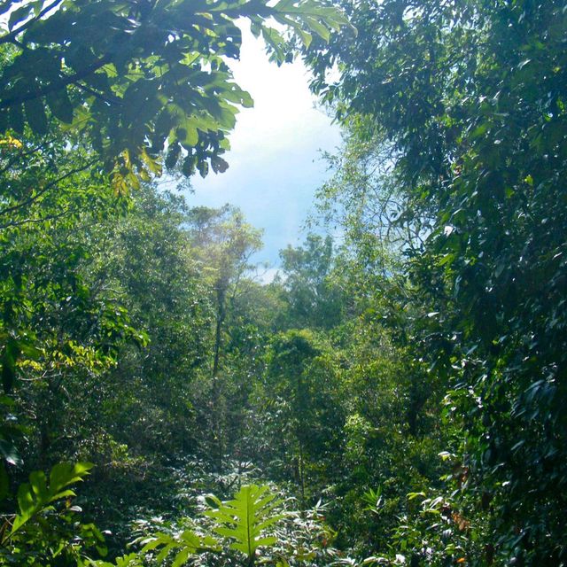 สะพานเรือนยอดไม้ จ.ตรัง