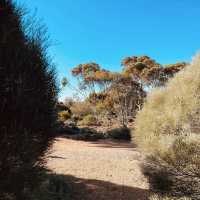 Exploring the Australian Arid Lands Botanic Garden: A Unique Desert Oasis