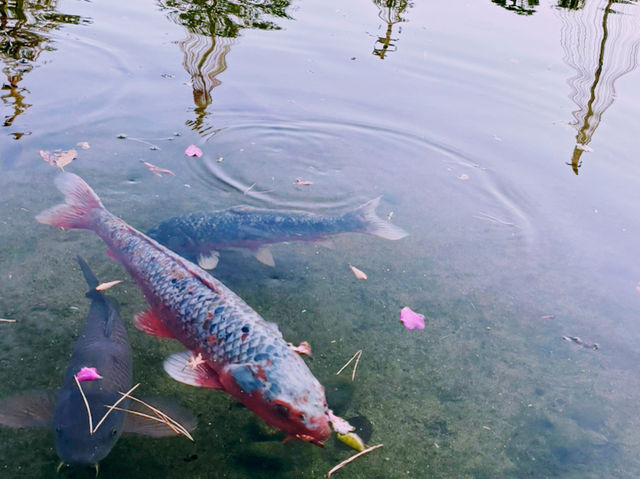 靜謐之境：白鳥庭園的之歌