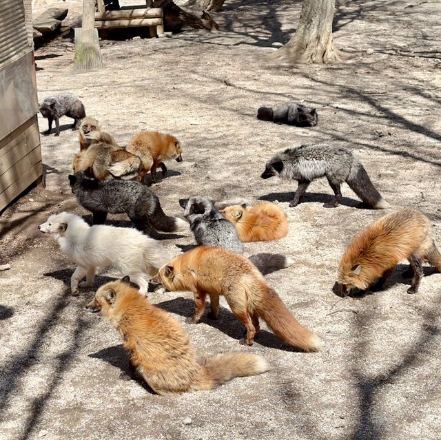 狐狸為伴的世界 - 宮城藏王狐狸村🦊