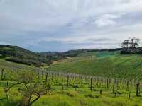 와이헤케 와이너리 투어 - Cable Bay vineyards🇳🇿