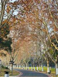 Timeless Beauty: Exploring Huangshan National Park in Summer and Autumn