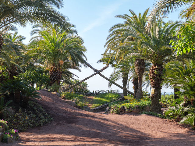 쥬라기월드에 온 것 같은 이국적인 제주 상가리 야자숲🌴