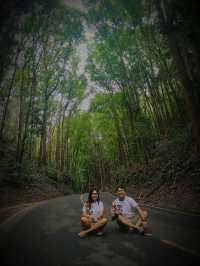 MAN MADE FOREST IN BOHOL