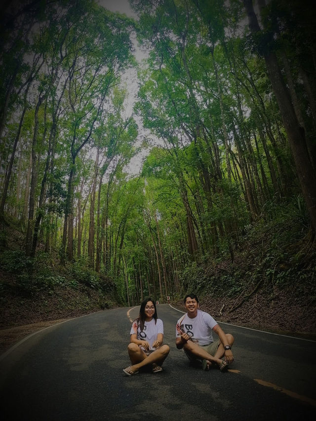 MAN MADE FOREST IN BOHOL