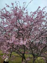 【兵庫で有名な桜スポット！】