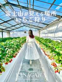 富士山が見える場所にあるいちご狩り🍓【神奈川】