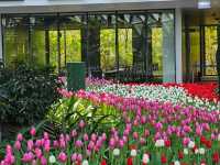 ทิวลิปบานที่ระยอง