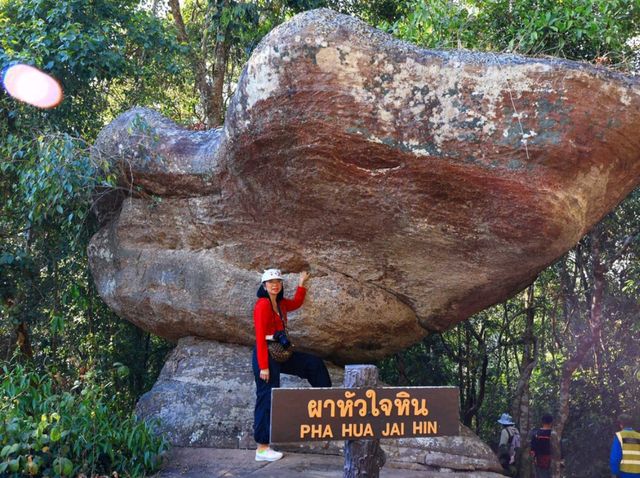 เส้นทางศึกษาธรรมชาติ ผาชูธง - ลานหินปุ่ม 