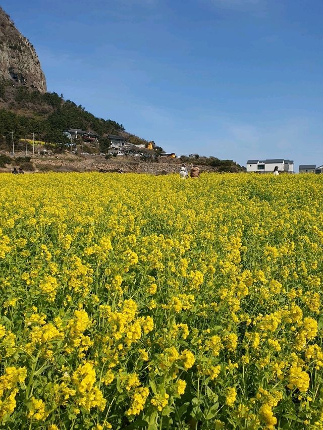 서귀포시 사계리 유채꽃밭, 봄의 낭만을 만끽하세요! 🌼✨