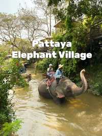 Pattaya Elephant Village 🐘🎋