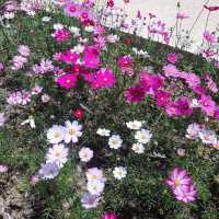 Betong Winter Flowers Garden