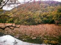 栗林公園-日本回遊式庭園代表，四國賞櫻好去處